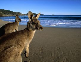 Two big kangaroo at the seaside - HD wallpaper
