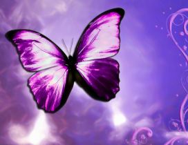 Purple butterfly - Vector design