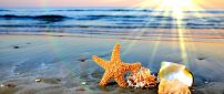 Wonderful starfish and shell at the seaside