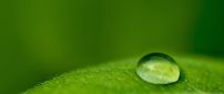 Good morning nature - macro big water drop on a green leaf