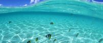 Beautiful fishes in the crystal ocean water
