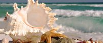 Starfishes and shells on the beach - HD beautiful wallpaper