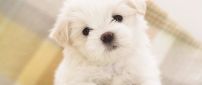 Cute litte maltese dog - HD wallpaper