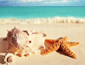 Big shells and starfish on the golden sand - summer holiday
