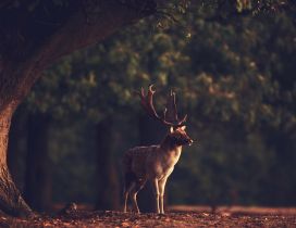 Professional photo with a deer in the forest - HD wallpaper