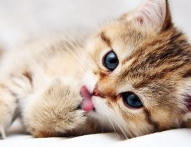 Sweet little cat on a blanket - HD wallpaper
