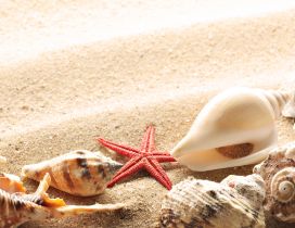 Shells on the golden sand from the beach - HD wallpaper