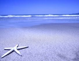 Starfish on the beach - summer holiday