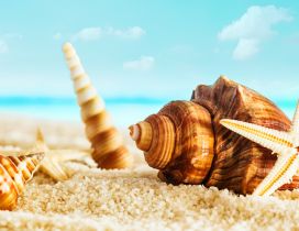 Macro summer wallpaper - big shells on the beach