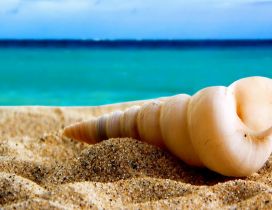 Wonderful shape of a shell - summer holiday