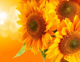 Golden bouquet of sunflowers - HD wallpaper