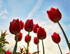 Red tulips in a beautiful day - HD wallpaper