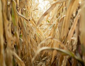 Corn field in the end of summer - HD wallpaper