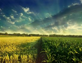 Wheat and corn field - wonderful nature wallpaper