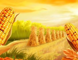 Corn ready to harvest - Golden HD wallpaper