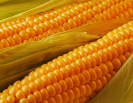 Delicious golden corn ready to eat - HD wallpaper