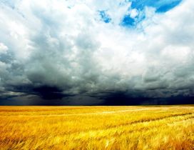 Wheat field in a summer day - the storm is coming