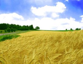 Golden wheat field toppled by wind - HD wallpaper