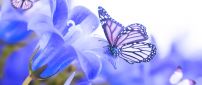 The magic created by butterflies - beautiful moments
