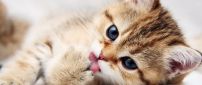 Sweet little cat on a blanket - HD wallpaper