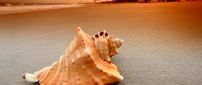Big shell on the sand in the sunset - HD wallpaper