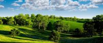 Green nature - trees on the field and beautiful blue sky