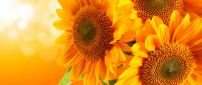Golden bouquet of sunflowers - HD wallpaper