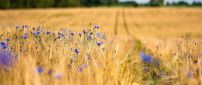 Macro blue flowers in the wheat field - HD wallpaper