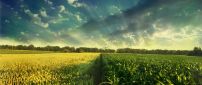 Wheat and corn field - wonderful nature wallpaper