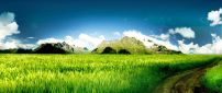 Green wheat field and a country road - HD wallpaper