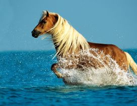 Wonderful horse run in the ocean water - HD wallpaper