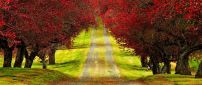 Country road through the beautiful red forest