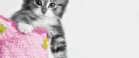 Sweet little cat and a pink bag - HD wallpaper