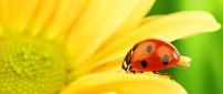 Wonderful ladybug on a yellow flower - Macro wallpaper