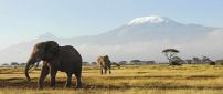 Elephants run in the jungle - HD wild animals