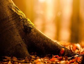 Tree trunk - Macro Autumn season wallpaper