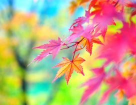 Colorful Autumn season - macro branch of tree