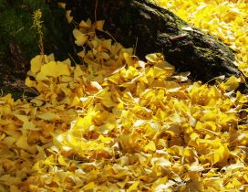 Lots of yellow leaves - Autumn carpet