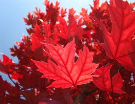 Red Autumn leaves - wonderful tree
