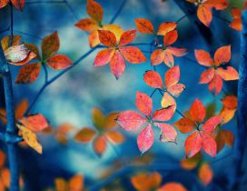 Small Autumn leaves - Blurry wallpaper