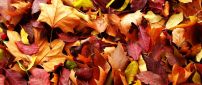 Amber leaves - Wonderful Autumn carpet