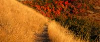 Path through the amber grass - Autumn season