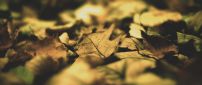 Autumn colors over the carpet of leaves - HD wallpaper