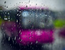 Pink bus in a rainy Autumn day - HD wallpaper