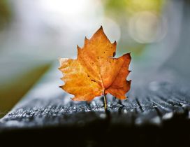 Amber macro leaf - wonderful Autumn season