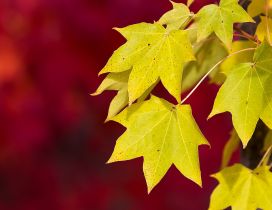 Yellow Autumn leaves on a red background