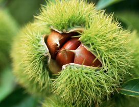 Wonderful of the nature - chestnuts in the shell