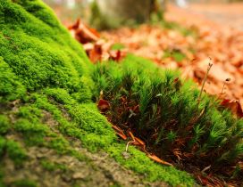 Wonderful green moss and Autumn leaves in the background