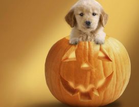 Sweet little puppy in a Halloween pumpkin - HD wallpaper