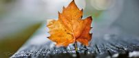 Amber macro leaf - wonderful Autumn season
